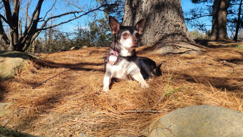 Heritage Forest Dog Park - Centreville, VA