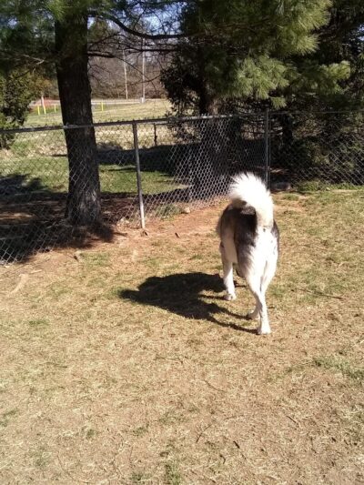 Heritage Forest Dog Park - Centreville, VA