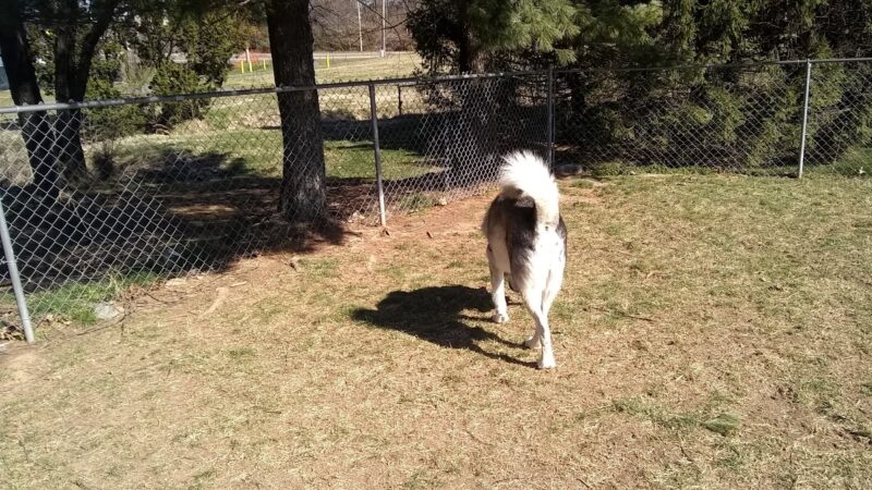 Heritage Forest Dog Park - Centreville, VA