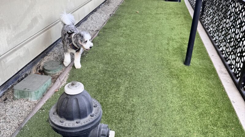 Dog park - Century City, CA