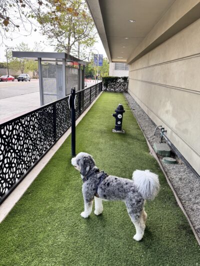 Dog park - Century City, CA