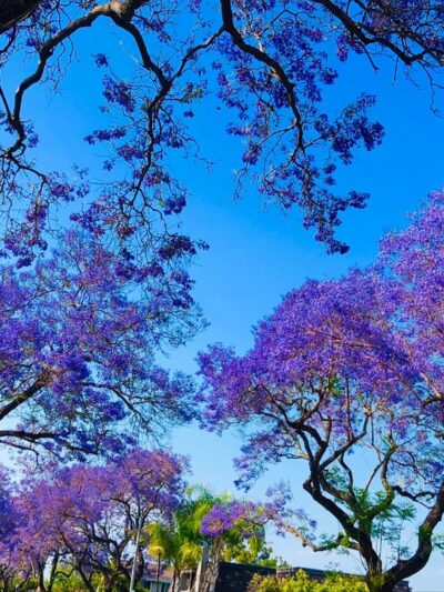 Cerritos Park East - Cerritos, CA