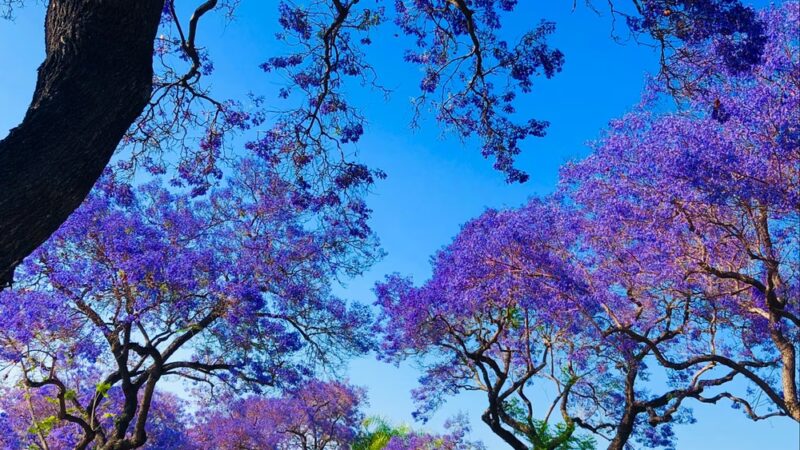 Cerritos Park East - Cerritos, CA