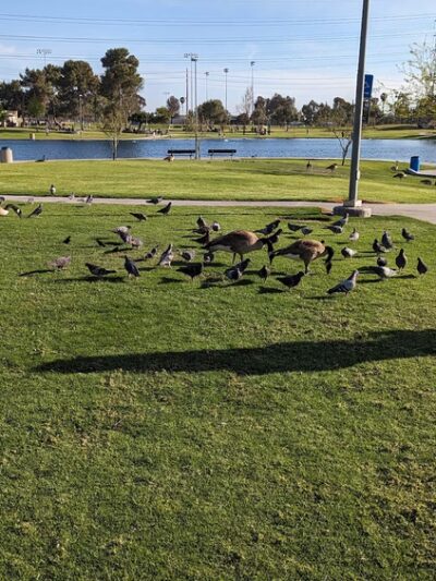 Don Knabe Community Regional Park - Cerritos, CA