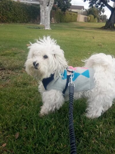 Gridley Park - Cerritos, CA