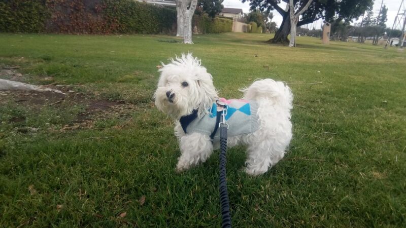 Gridley Park - Cerritos, CA