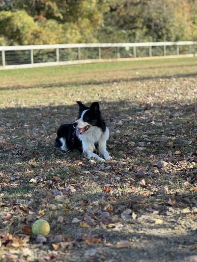 Bark Park at Pennsbury Township Municipal Park - Chadds Ford, PA