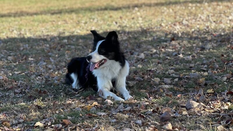 Bark Park at Pennsbury Township Municipal Park - Chadds Ford, PA