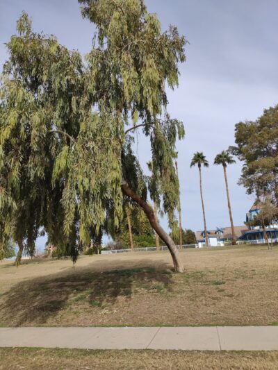 Harmony Hollow Park - Chandler, AZ