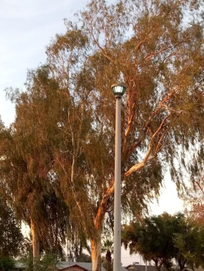 Navarrete Park - Chandler, AZ