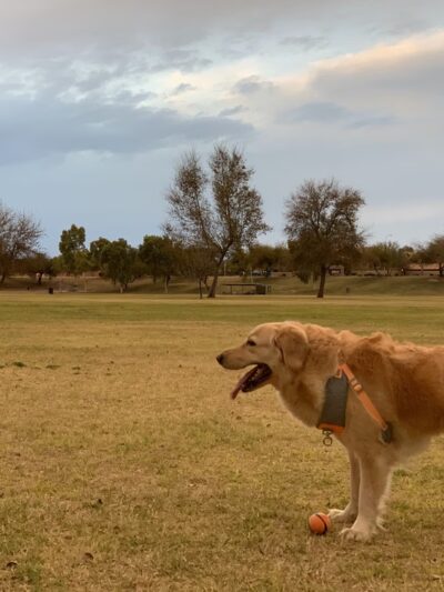 THUDE PARK - Chandler, AZ