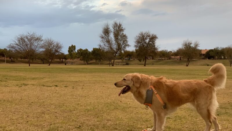 THUDE PARK - Chandler, AZ