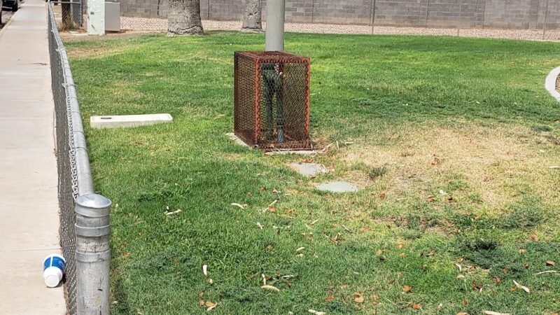 Winn Park - Chandler, AZ