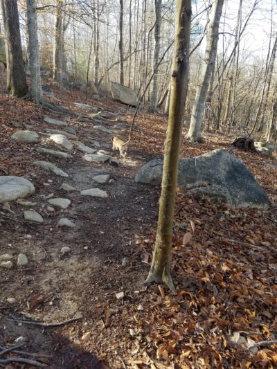 Briar Chapel Dog Park - Chapel Hill, NC