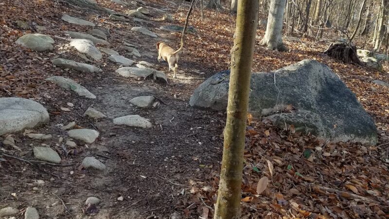 Briar Chapel Dog Park - Chapel Hill, NC