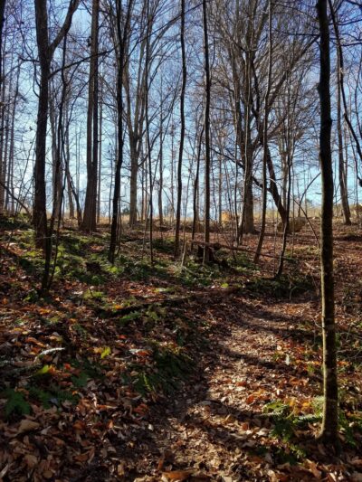 Briar Chapel Dog Park - Chapel Hill, NC