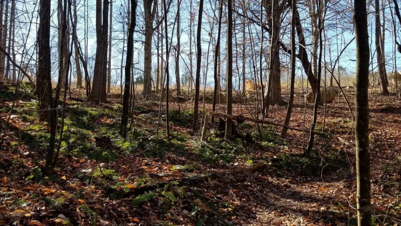 Briar Chapel Dog Park - Chapel Hill, NC