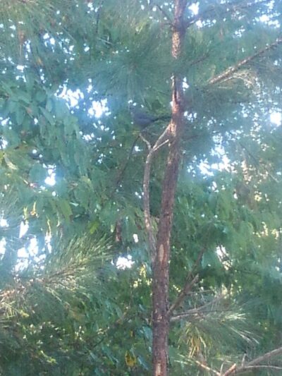 Briar Chapel Dog Park - Chapel Hill, NC