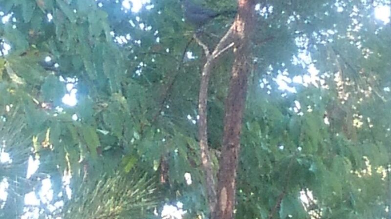 Briar Chapel Dog Park - Chapel Hill, NC