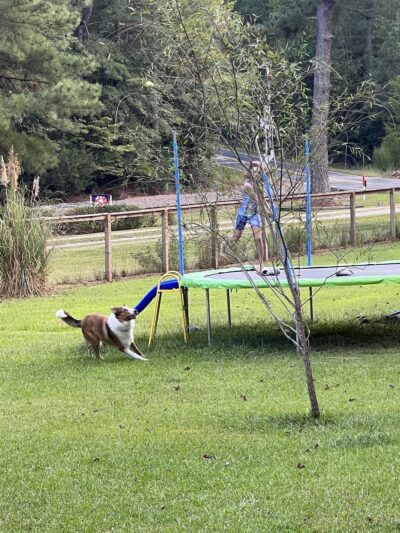 Honeybee Private Dog Park - Chapel Hill, NC