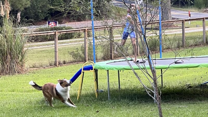 Honeybee Private Dog Park - Chapel Hill, NC