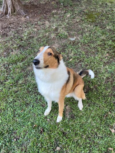 Honeybee Private Dog Park - Chapel Hill, NC