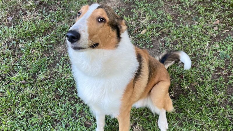 Honeybee Private Dog Park - Chapel Hill, NC