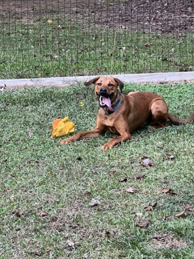 Honeybee Private Dog Park - Chapel Hill, NC