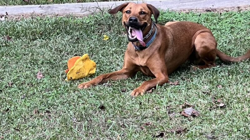 Honeybee Private Dog Park - Chapel Hill, NC