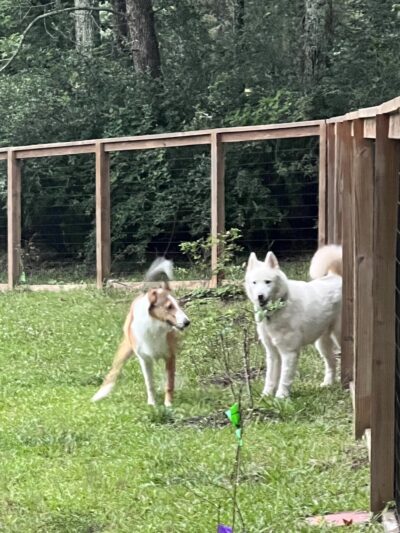 Honeybee Private Dog Park - Chapel Hill, NC
