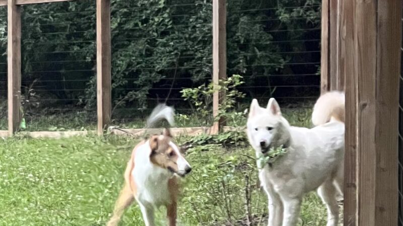 Honeybee Private Dog Park - Chapel Hill, NC