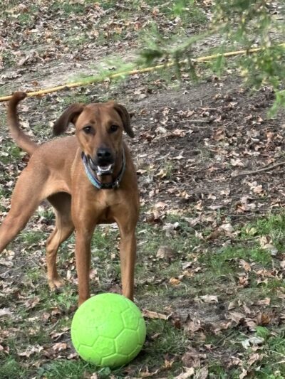 Honeybee Private Dog Park - Chapel Hill, NC