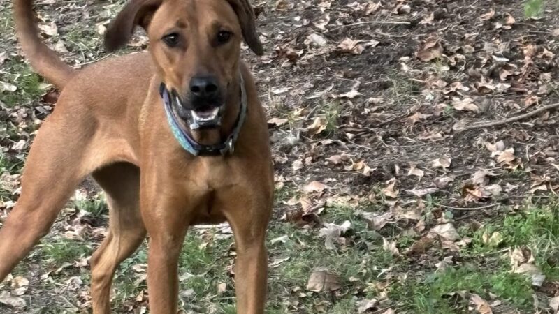 Honeybee Private Dog Park - Chapel Hill, NC