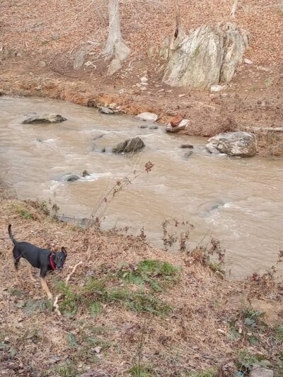 Morgan Creek K-9 Park - Chapel Hill, NC