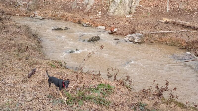 Morgan Creek K-9 Park - Chapel Hill, NC