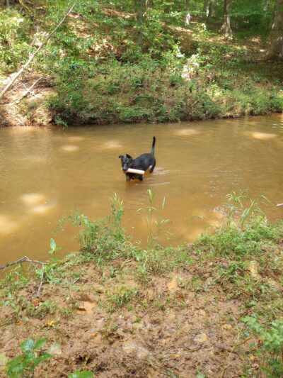 Morgan Creek K-9 Park - Chapel Hill, NC