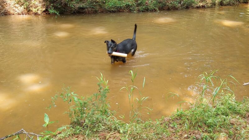 Morgan Creek K-9 Park - Chapel Hill, NC