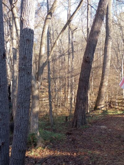 Morgan Creek K-9 Park - Chapel Hill, NC