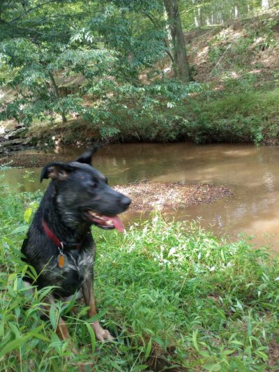 Morgan Creek K-9 Park - Chapel Hill, NC