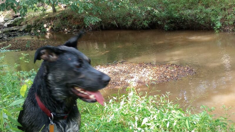 Morgan Creek K-9 Park - Chapel Hill, NC