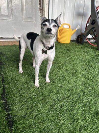 Pawley’s Porch - Chapmanville, WV