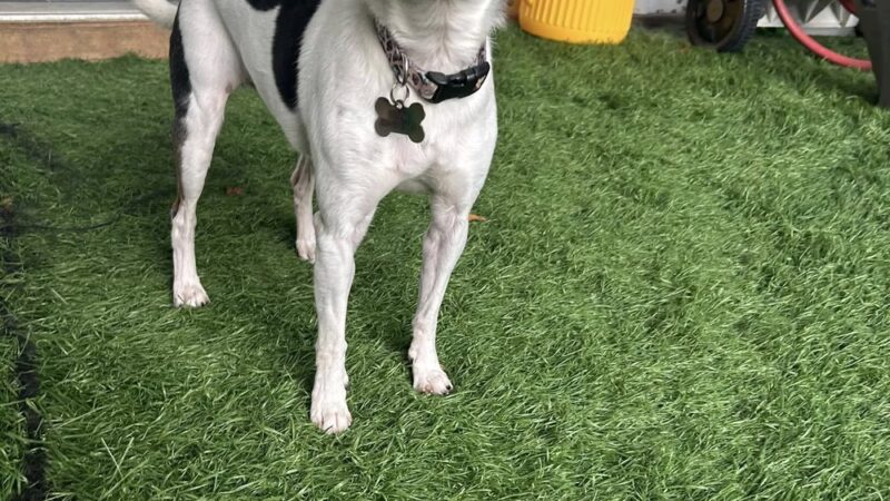 Pawley’s Porch - Chapmanville, WV