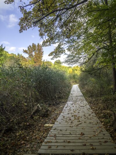 Glazier Preserve - Chappaqua, NY