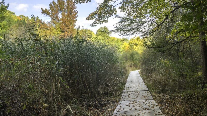 Glazier Preserve - Chappaqua, NY