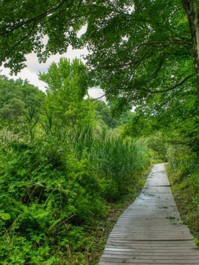 Glazier Preserve - Chappaqua, NY
