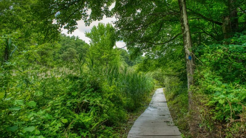 Glazier Preserve - Chappaqua, NY