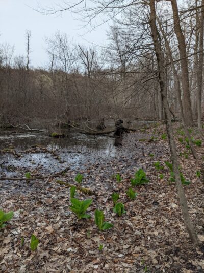 Pinecliff Audubon Sanctuary - Chappaqua, NY