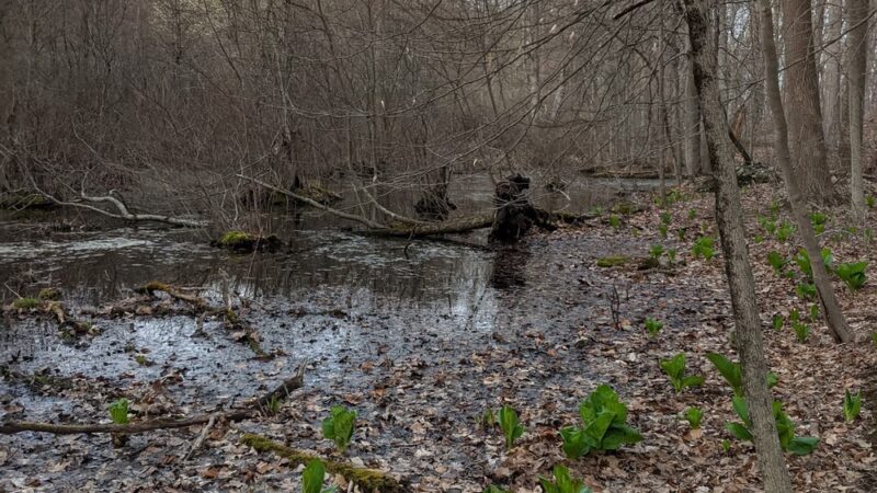 Pinecliff Audubon Sanctuary - Chappaqua, NY