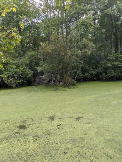 Pinecliff Audubon Sanctuary - Chappaqua, NY