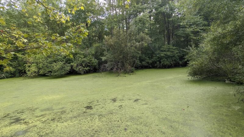 Pinecliff Audubon Sanctuary - Chappaqua, NY